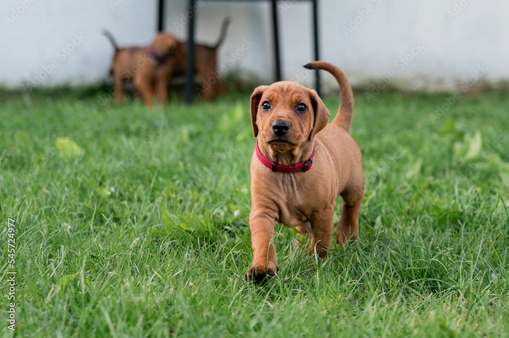 Closeup of a Rhodesian Ridgeback puppy walking in the green grass Closeup of a Rhodesian Ridgeback puppy walking in the green grass