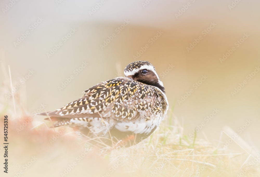Obraz premium Closeup of a European golden plover, Pluvialis apricaria.