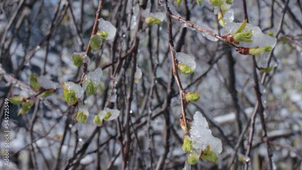 A shot of twigs with blooming buds covered with ice A shot of twigs with blooming buds covered with ice