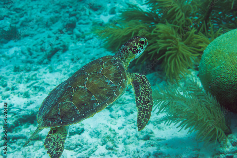 Obraz premium Wild Green Sea Turtle swimming in natural habitat in Bonaire Marine Park