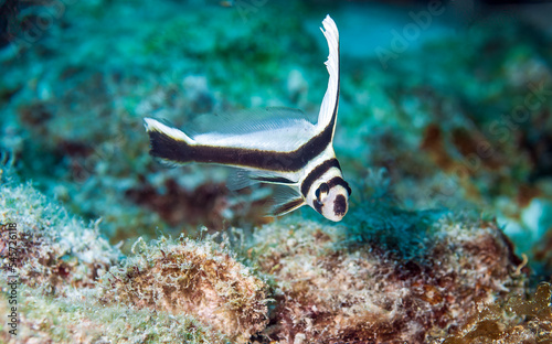 Underwater scene with a wild juvenile spotted drum while seen SCUBA diving photo