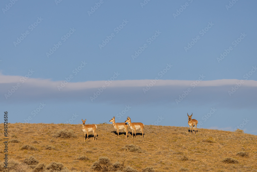 Pronghorn Antelope Buck and Does in the Wyoming Desert