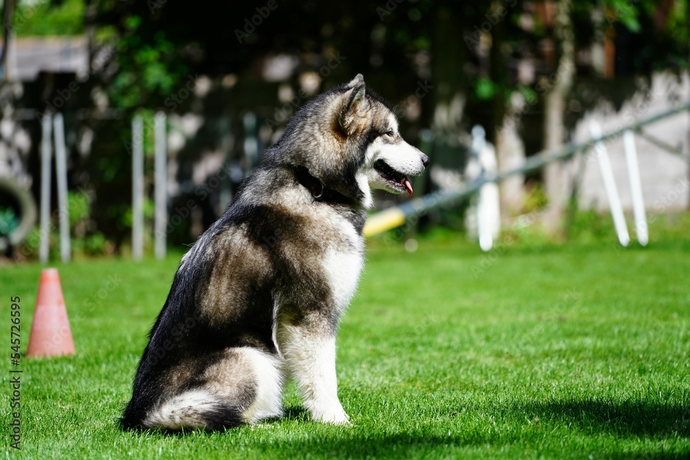 Puppy of Siberian husky peacefully resting on green grass