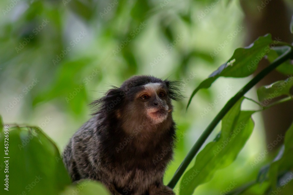 Fototapeta premium Monkey animal in the bush filled with trees around