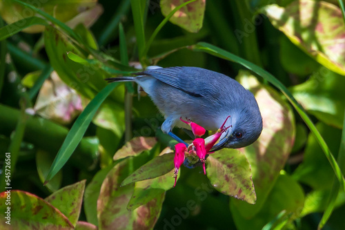 Mauritius grey white eye bird, zosterops mauritianus, Surinam, Mauritius photo