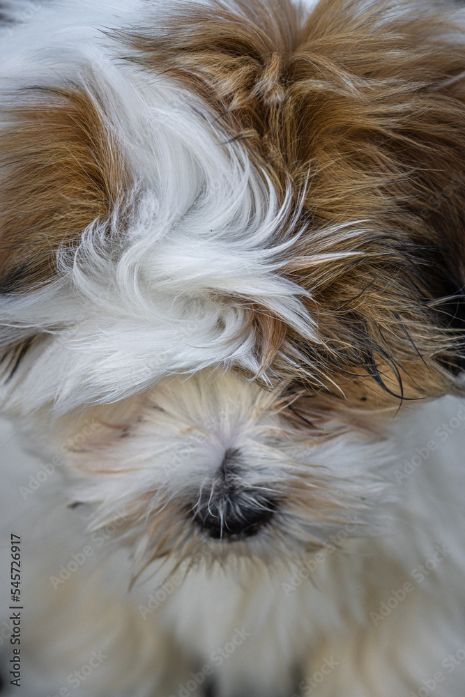 Naklejka premium Lhasa apso puppy 
