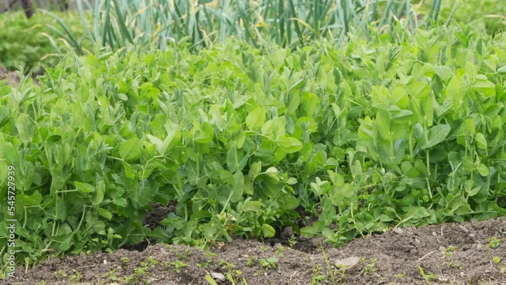A shot of process growing peas A shot of process growing peas