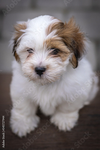 Lhasa apso puppy