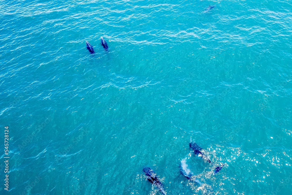 Drone shot while Dolphins showing off on the surface of the sea