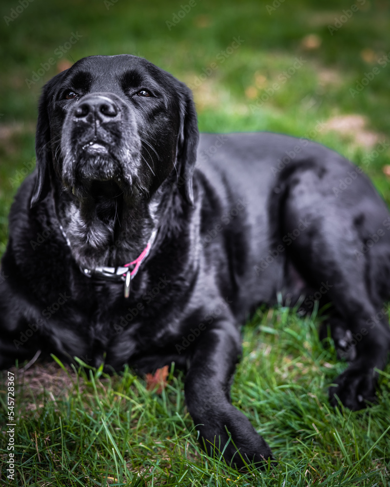 Fototapeta premium black labrador retriever