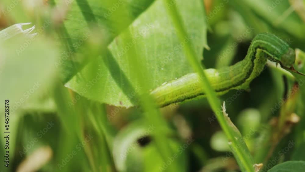 A closeup shot of small green caterpillar A closeup shot of small green caterpillar