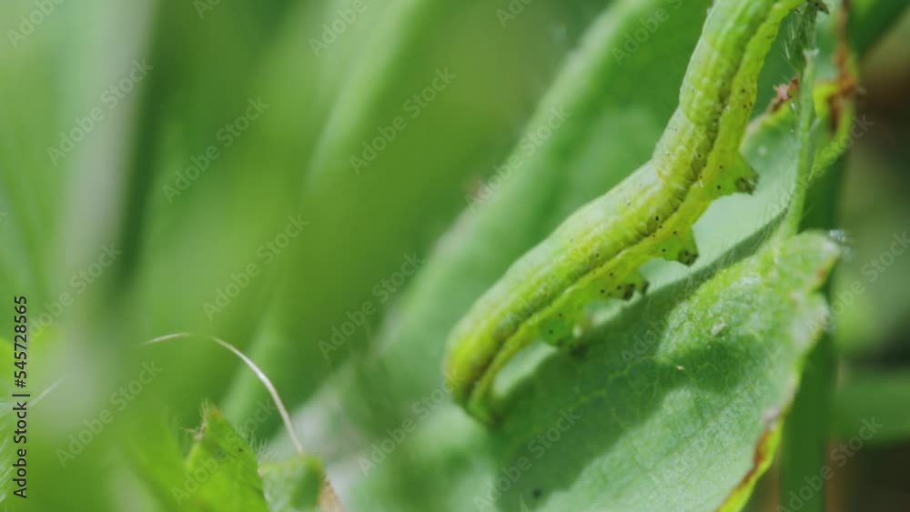 A closeup shot of small green caterpillar A closeup shot of small green caterpillar