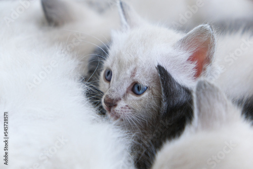 Gatto bianco cucciolo gattino cucciolata occhi azzurri mamma gatta che allatta photo