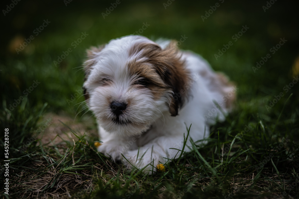 Lhasa Apso puppy