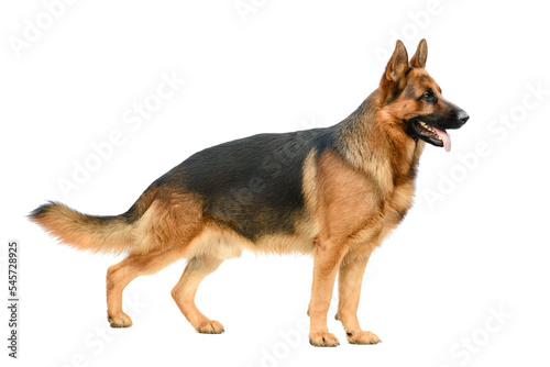 German Shepherd Standing on the White Background. Service or Working Male Dog Isolated on White Background.