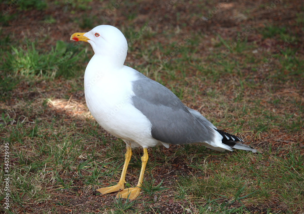 Seagull parked in the park on a spring day. Seagull parked in the park on a spring day.