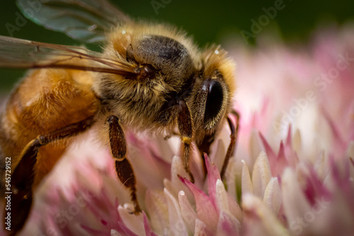 bee on pink flower © AGrandemange