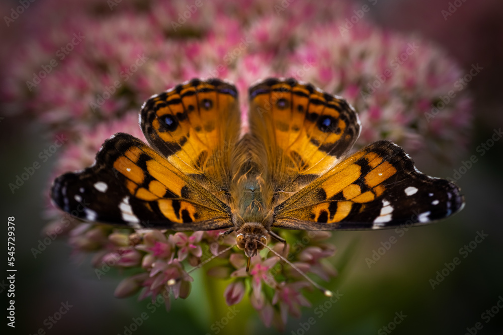 Obraz premium Butterfly on pink flower