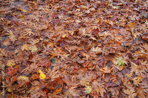 autumn leaves background on ground