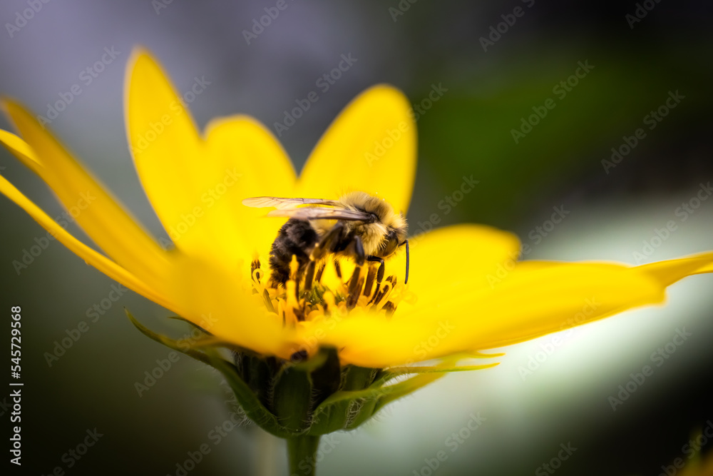 bee on yellow flower bee on yellow flower
