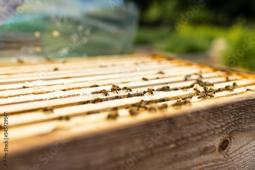 Closeup of bees on a wooden beehive