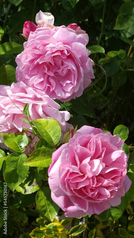 Obraz premium Vertical shot of light pink Rosa 'Gertrude Jekyll' flowers on a shrub
