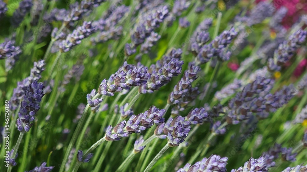 Obraz premium Selective focus of English lavender (Lavandula angustifolia) flowers in a garden
