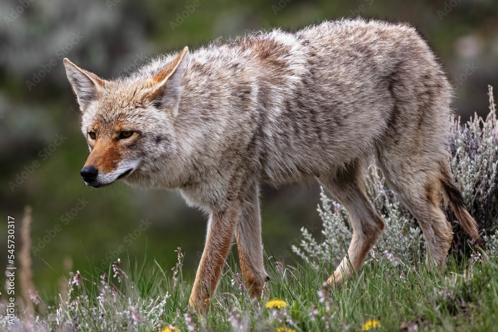 Side closeup of a coyote walking on the grass with blurred background
