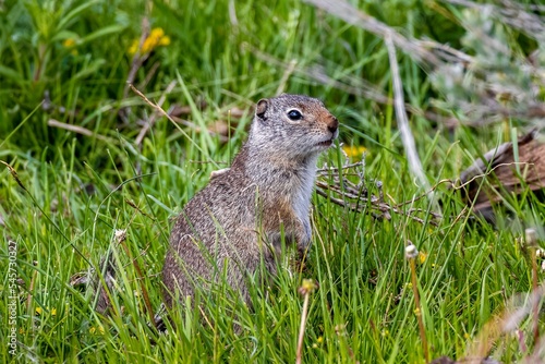 Side closeup of a Uinta ground squirrel in the green grass photo