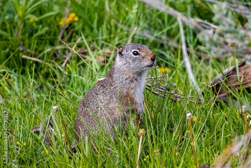 Quadro em tela Side closeup of a Uinta ground squirrel in the green grass