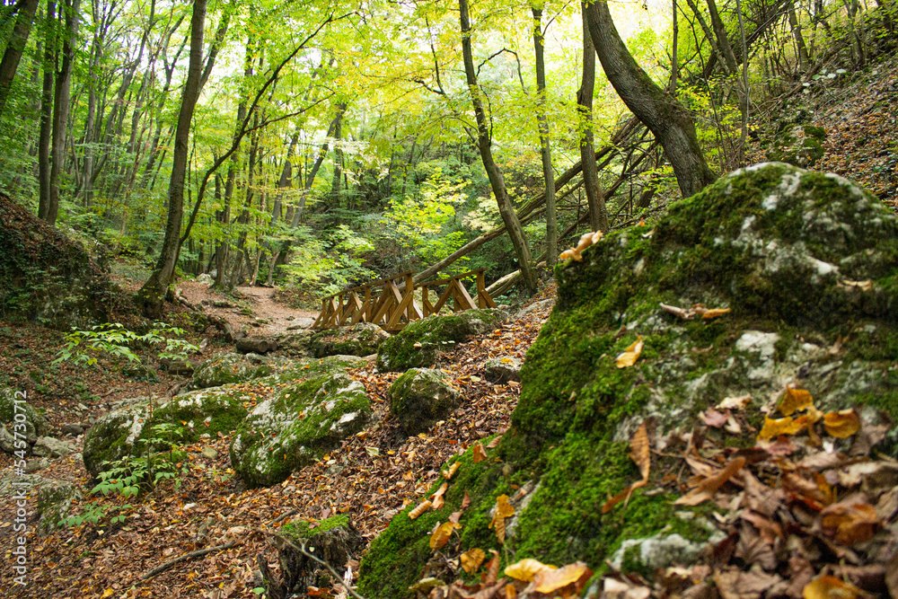 Naklejka premium the hiking way in the forest on Hungarian hills