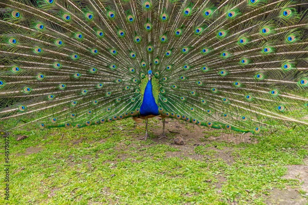 Obraz premium Beautiful adult peacock showing his amazing colorful tail