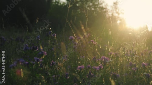 A shot of wildflowers in the meadow at sunset light 