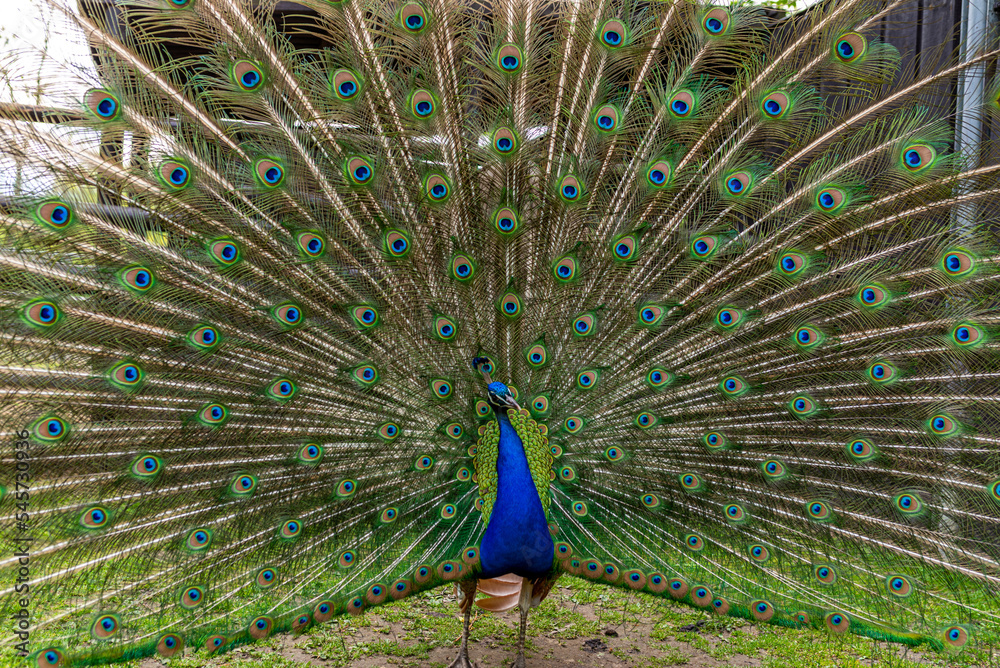 Obraz premium Beautiful adult peacock showing his amazing colorful tail