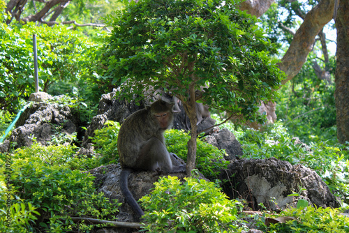 The Thai temple in Chonburi province has beautiful bells, and monkeys that live in the mountains around the temple.