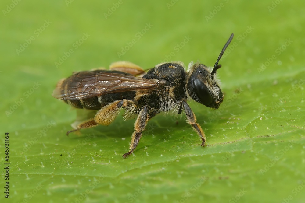Fototapeta premium Macro shot of an Andrena wilkella on a leaf