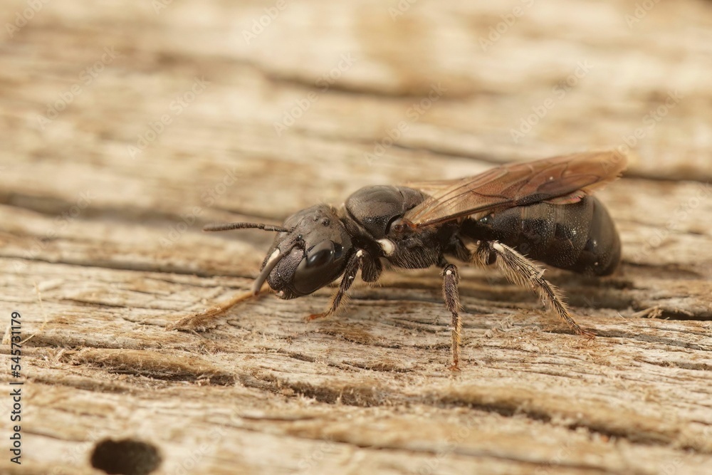 Macro shot of a Ceratina cucurbitina bee on a wooden surface
