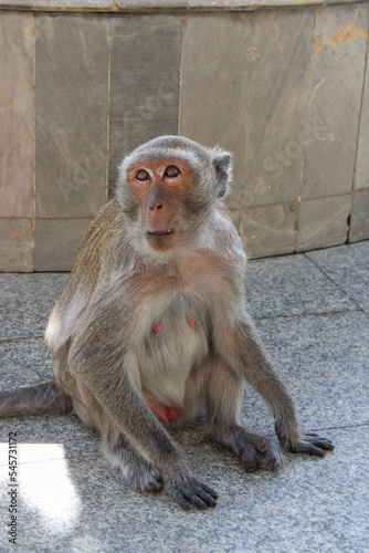 This is a monkey that lives in the mountains and temple grounds.