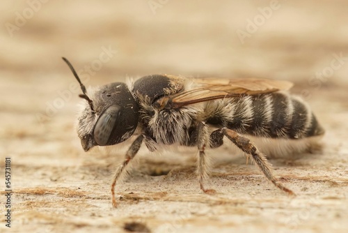 Macro shot of a Hoplitis bisulca solitary bee on a wooden surface © Henk Wallays/Wirestock Creators