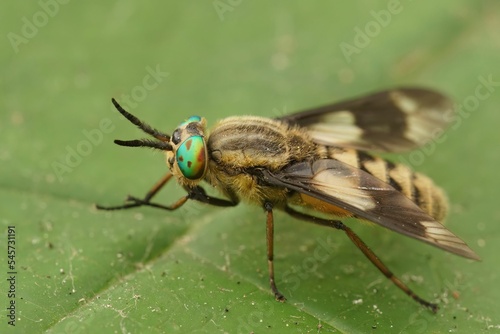Macro shot of a Twin lobed Deerfly on a green leaf photo