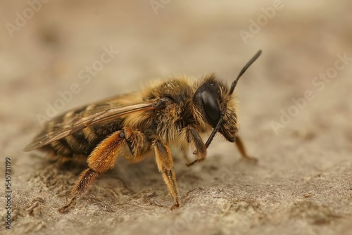 Macro shot of an Andrena flavipes female bee