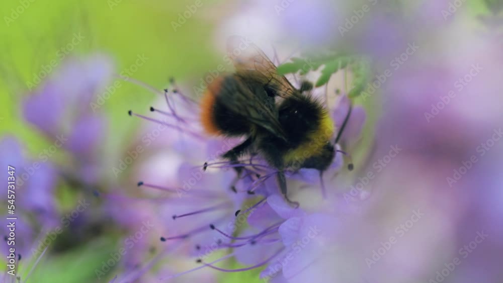 Bumblebee collecting honey closeup shot
