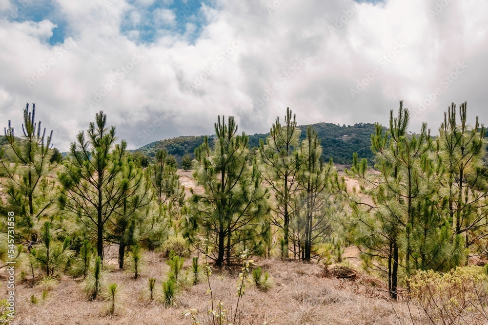 Landscape of longleaf pine trees and forested hills with floating white clouds above