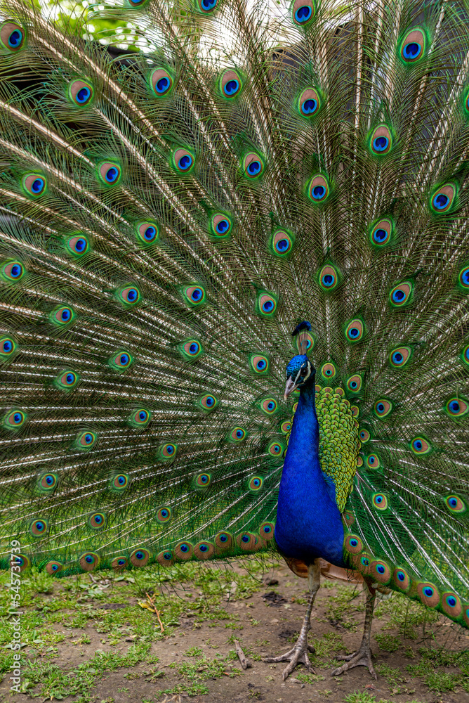 Fototapeta premium Beautiful adult peacock showing his amazing colorful tail