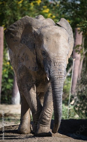 Vertical shot of a big gray elephant  Loxodonta  on the blurred background during the daytime