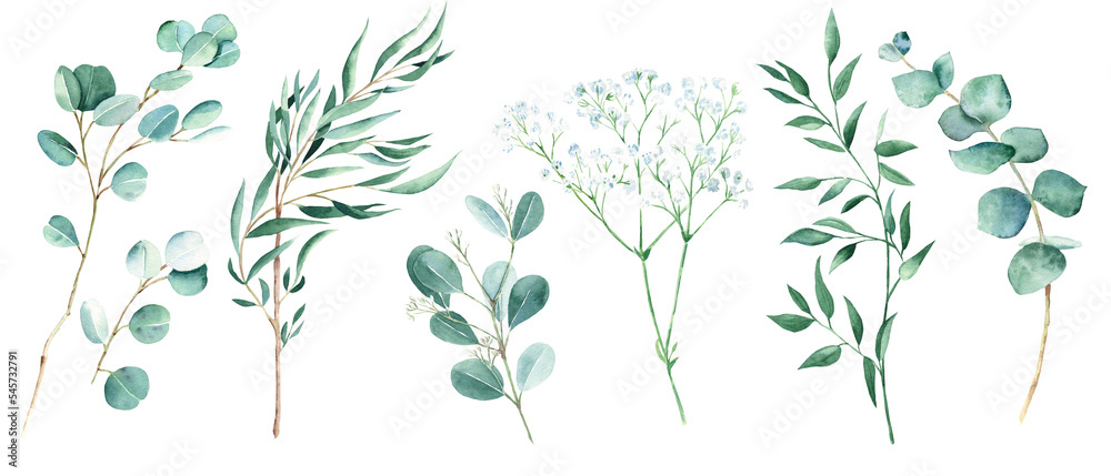 Green eucalyptus, pistachio and gypsophila branches isolated on white background. Willow, silver dollar, true blue, baby and seeded eucalyptus. Watercolor greenery set. Green eucalyptus, pistachio and gypsophila branches isolated on white background. Willow, silver dollar, true blue, baby and seeded eucalyptus. Watercolor greenery set.