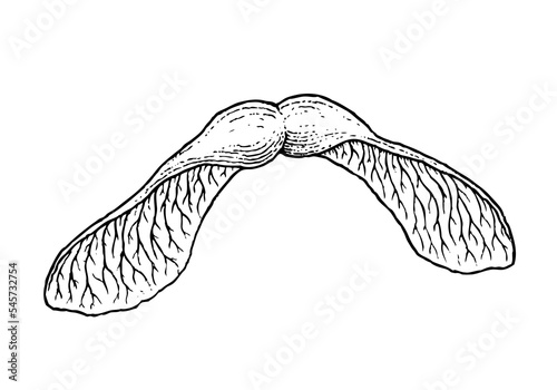 Realistic hand drawn maple seed vector illustrator