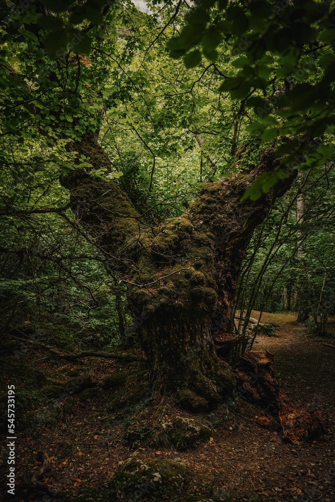 Vertical shot of an old huge tree growing in a forest Vertical shot of an old huge tree growing in a forest
