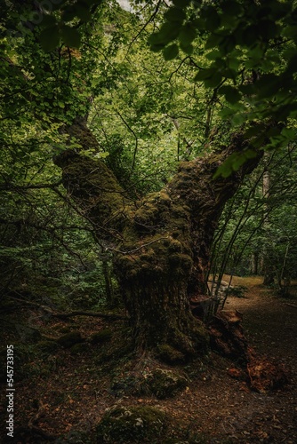 Vertical shot of an old huge tree growing in a forest
