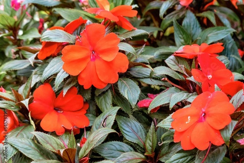 Vibrant New Guinea impatiens flower bush on blurred background photo